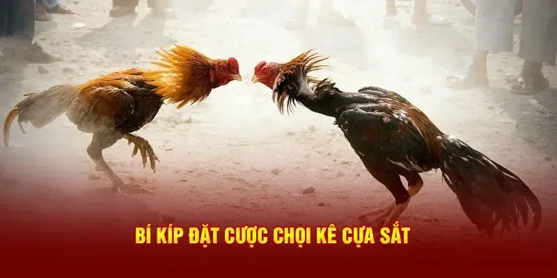 Tham khảo mẹo chơi cá cược đá gà cựa sắt của cao thủ